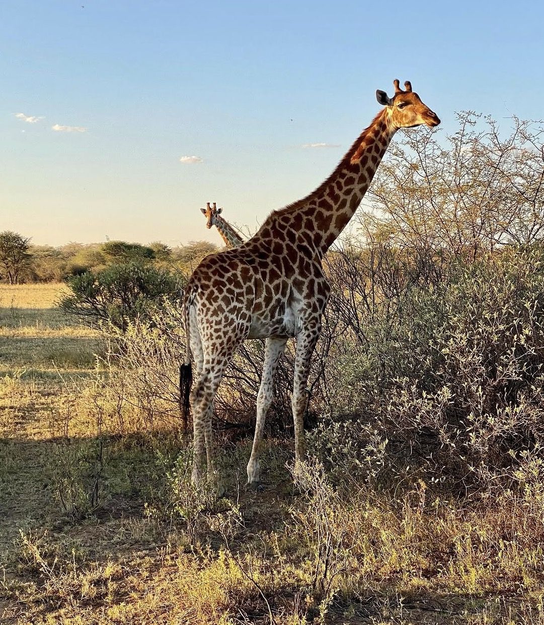 chobe 3hr sunset boat cruise